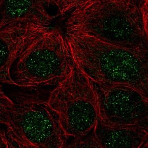 Anti-ZNF425 antibody produced in rabbit 