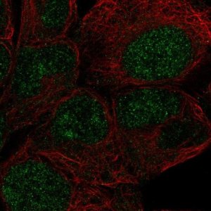Anti-ZNF429 antibody produced in rabbit 