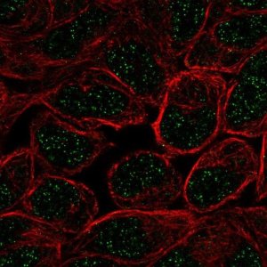 Anti-ZNF432 antibody produced in rabbit 