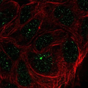 Anti-ZNF433 antibody produced in rabbit 