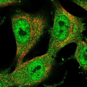 Anti-ZNF438 antibody produced in rabbit 
