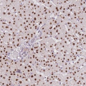 Anti-ZNF439 antibody produced in rabbit 