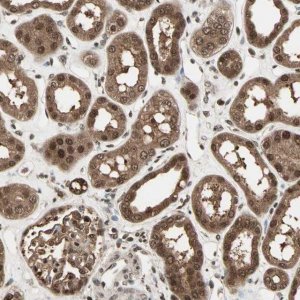 Anti-ZNF44 antibody produced in rabbit 