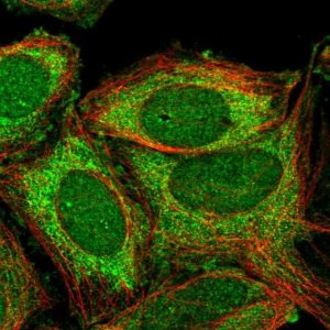 Anti-ZNF445 antibody produced in rabbit 