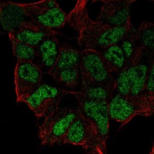 Anti-ZNF460 antibody produced in rabbit 