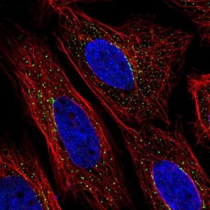 Anti-ZNF469 antibody produced in rabbit 