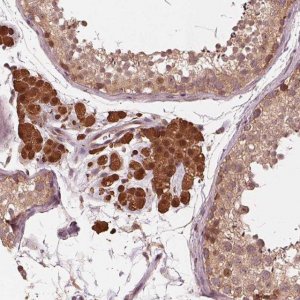 Anti-ZNF471 antibody produced in rabbit HPA066695-100UL