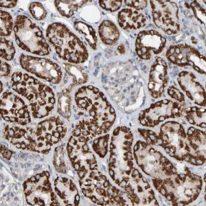 Anti-ZNF48 antibody produced in rabbit HPA023806-100UL
