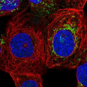 Anti-ZNF48 antibody produced in rabbit HPA023806-100UL