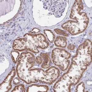 Anti-ZNF483 antibody produced in rabbit 