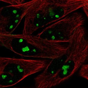 Anti-ZNF483 antibody produced in rabbit 