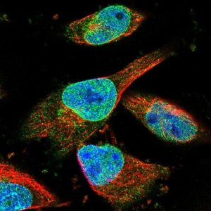 Anti-ZNF487 antibody produced in rabbit 