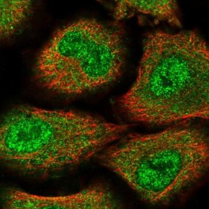 Anti-ZNF500 antibody produced in rabbit 