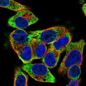 Anti-ZNF501 antibody produced in rabbit 