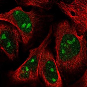 Anti-ZNF507 antibody produced in rabbit 