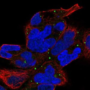 Anti-ZNF530 antibody produced in rabbit 