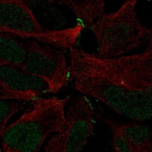 Anti-ZNF536 antibody produced in rabbit 