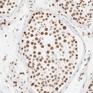 Anti-ZNF540 antibody produced in rabbit 