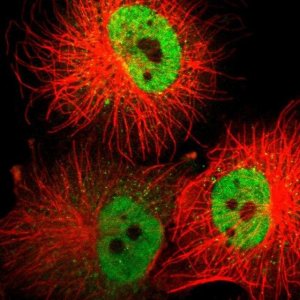 Anti-ZNF540 antibody produced in rabbit 