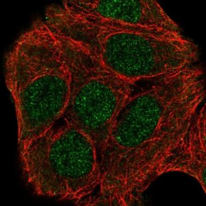 Anti-ZNF541 antibody produced in rabbit 