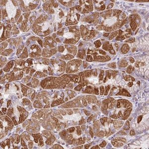 Anti-ZNF547 antibody produced in rabbit 