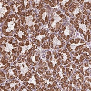 Anti-ZNF548 antibody produced in rabbit 
