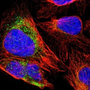 Anti-ZNF550 antibody produced in rabbit 