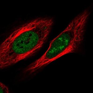 Anti-ZNF554 antibody produced in rabbit 