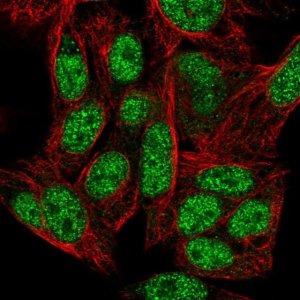 Anti-ZNF556 antibody produced in rabbit 