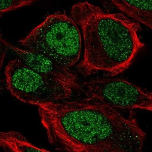 Anti-ZNF561 antibody produced in rabbit 