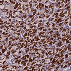 Anti-ZNF563 antibody produced in rabbit 