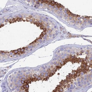Anti-ZNF564 antibody produced in rabbit 