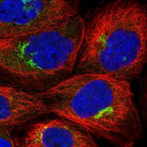 Anti-ZNF564 antibody produced in rabbit 