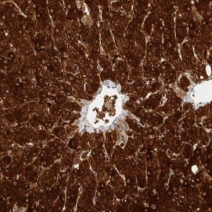 Anti-ZNF567 antibody produced in rabbit 