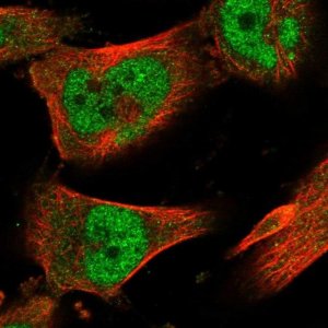 Anti-ZNF567 antibody produced in rabbit 