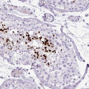 Anti-ZNF568 antibody produced in rabbit 