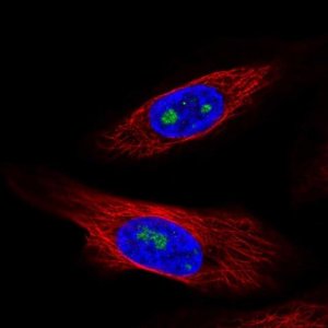 Anti-ZNF57 antibody produced in rabbit 