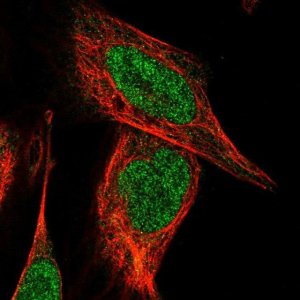 Anti-ZNF577 antibody produced in rabbit HPA041499-100UL
