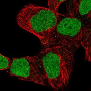 Anti-ZNF579 antibody produced in rabbit 
