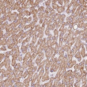 Anti-ZNF584 antibody produced in rabbit 