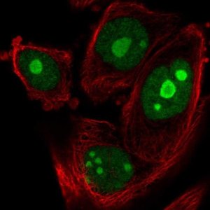 Anti-ZNF593 antibody produced in rabbit 