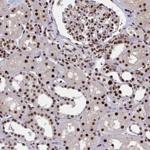 Anti-ZNF607 antibody produced in rabbit 