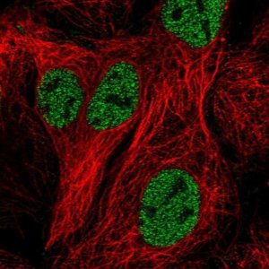 Anti-ZNF607 antibody produced in rabbit 