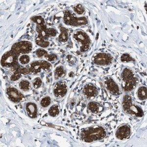 Anti-ZNF614 antibody produced in rabbit 