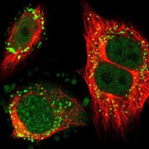 Anti-ZNF614 antibody produced in rabbit 