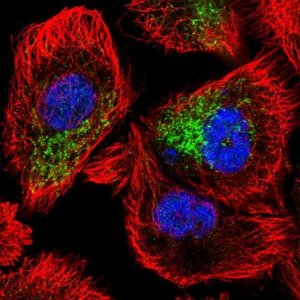 Anti-ZNF615 antibody produced in rabbit 