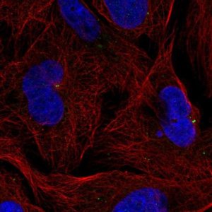 Anti-ZNF616 antibody produced in rabbit 