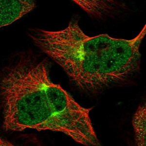 Anti-ZNF619 antibody produced in rabbit 