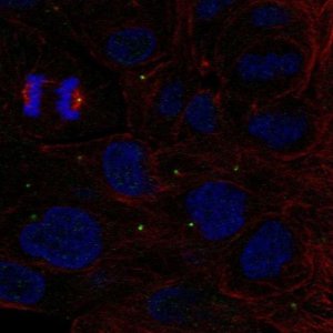 Anti-ZNF620 antibody produced in rabbit 