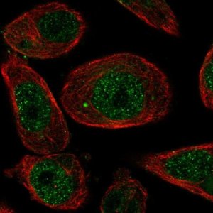 Anti-ZNF623 antibody produced in rabbit 